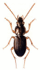 +bug+insect+pest+Synuchus+ clipart