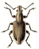 +bug+insect+pest+Tanymecus+ clipart