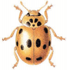+bug+insect+pest+Ten+Spot+Ladybird+ clipart
