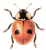 +bug+insect+pest+Two+Spot+Ladybird+ clipart