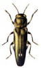 +bug+insect+pest+Two+spot+Wood+borer+ clipart