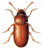 +bug+insect+pest+Typhaea+ clipart
