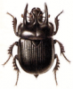 +bug+insect+pest+Typhaeus+ clipart