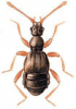 +bug+insect+pest+Tyrus+ clipart