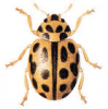 +bug+insect+pest+Tytthaspis+ clipart