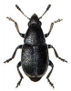 +bug+insect+pest+Urodon+ clipart