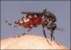 +bug+insect+pest+mosquito+biting+ clipart