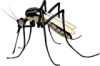 +bug+insect+pest+mosquito+bold+ clipart