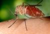 +bug+insect+pest+mosquito+closeup+ clipart