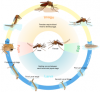 +bug+insect+pest+mosquito+life+cycle+ clipart