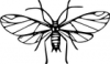 +bug+insect+pest+pea+aphis+ clipart