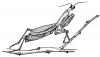 +bug+insect+pest+praying+mantis+ clipart