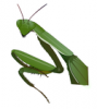 +bug+insect+pest+preying+mantis+2+ clipart