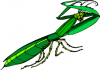 +bug+insect+pest+preying+mantis+ clipart