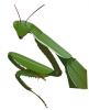 +bug+insect+pest+preying+mantis+close+ clipart