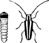 +bug+insect+pest+round+headed+tree+borer+ clipart