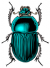 +bug+insect+pest+scarabe+ clipart