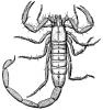 +bug+insect+pest+scorpion+ clipart