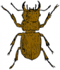 +bug+insect+pest+stag+beetle+ clipart