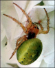 +spider+arachnid+bug+insect+pest+Araniella+ clipart