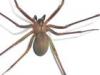 +spider+arachnid+bug+insect+pest+Brown+Recluse+photo+ clipart