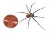 +spider+arachnid+bug+insect+pest+Brown+Recluse+spider+large+ clipart