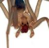 +spider+arachnid+bug+insect+pest+Loxosceles+reclusa+adult+male+ clipart