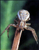 +spider+arachnid+bug+insect+pest+Xysticus+ clipart