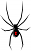 +spider+arachnid+bug+insect+pest+black+widow+crawling+up+ clipart