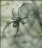 +spider+arachnid+bug+insect+pest+black+widow+spider+ clipart