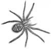 +spider+arachnid+bug+insect+pest+tarantula+ clipart