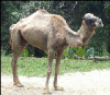 +animal+Camel+in+Singapore+Zoo+ clipart