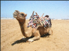 +animal+camel+picture+ clipart