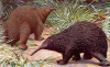 +animal+canine+Long+nosed+echidnas+ clipart