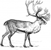 +animal+caribou+drawing+ clipart