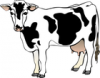 +animal+cow+04+ clipart