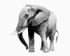 +animal+elephant+basic+ clipart