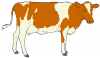 +animal+farm+livestock+Cow+clipart+01+ clipart