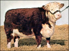 +animal+farm+livestock+Hereford+ clipart