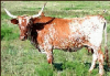 +animal+farm+livestock+Texas+Longhorn+ clipart