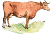 +animal+farm+livestock+cow+in+field+ clipart