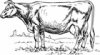 +animal+farm+livestock+cow+sketched+ clipart