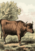 +animal+farm+livestock+cow+with+horns+ clipart