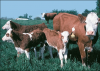 +animal+farm+livestock+cows+and+calves+ clipart