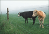 +animal+farm+livestock+cows+by+fence+ clipart