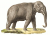 +animal+mammal+Elephantidae+Indian+elephant+male+ clipart