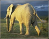 +animal+mammal+Elephantidae+elephant+at+sunset+ clipart