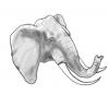 +animal+mammal+Elephantidae+elephant+head+ clipart