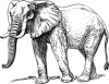 +animal+mammal+Elephantidae+elephant+large+ clipart