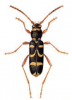 +bug+insect+pest+Wasp+Beetle+ clipart